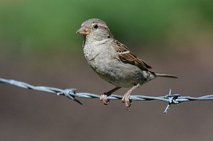 Sparrow, House, 2016-07194125 Wachusett Meadow, MA